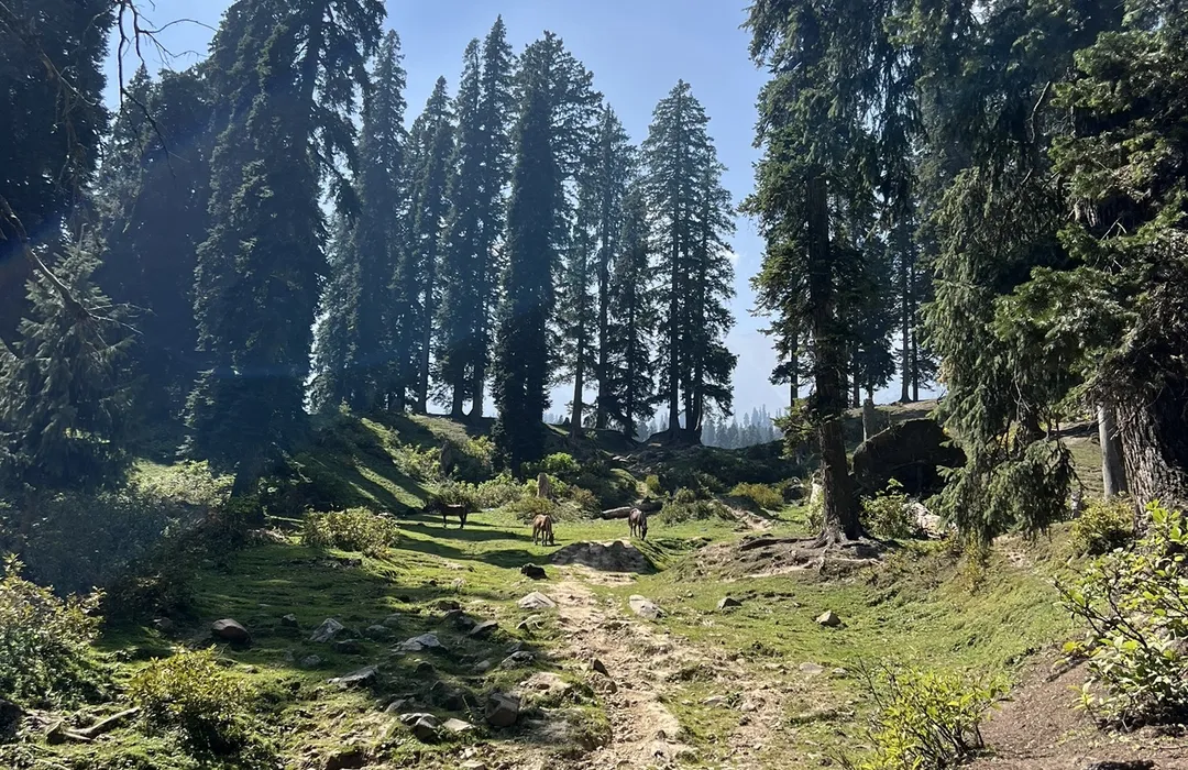 Maragalla Hills Trail 5